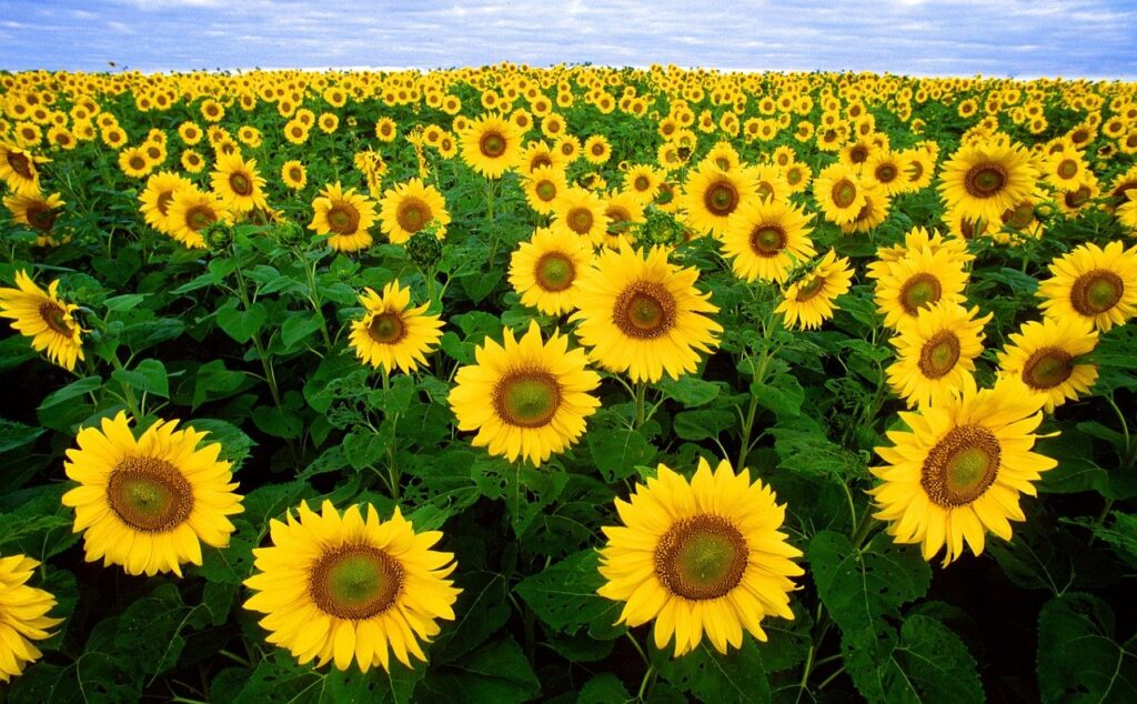 The Best Flowers to Plant in the Garden - Beautiful Sunflower Garden