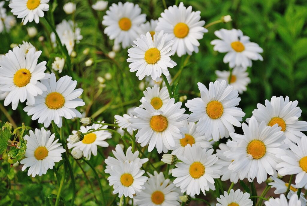 The Best Flowers to Plant in the Garden - Daisy
