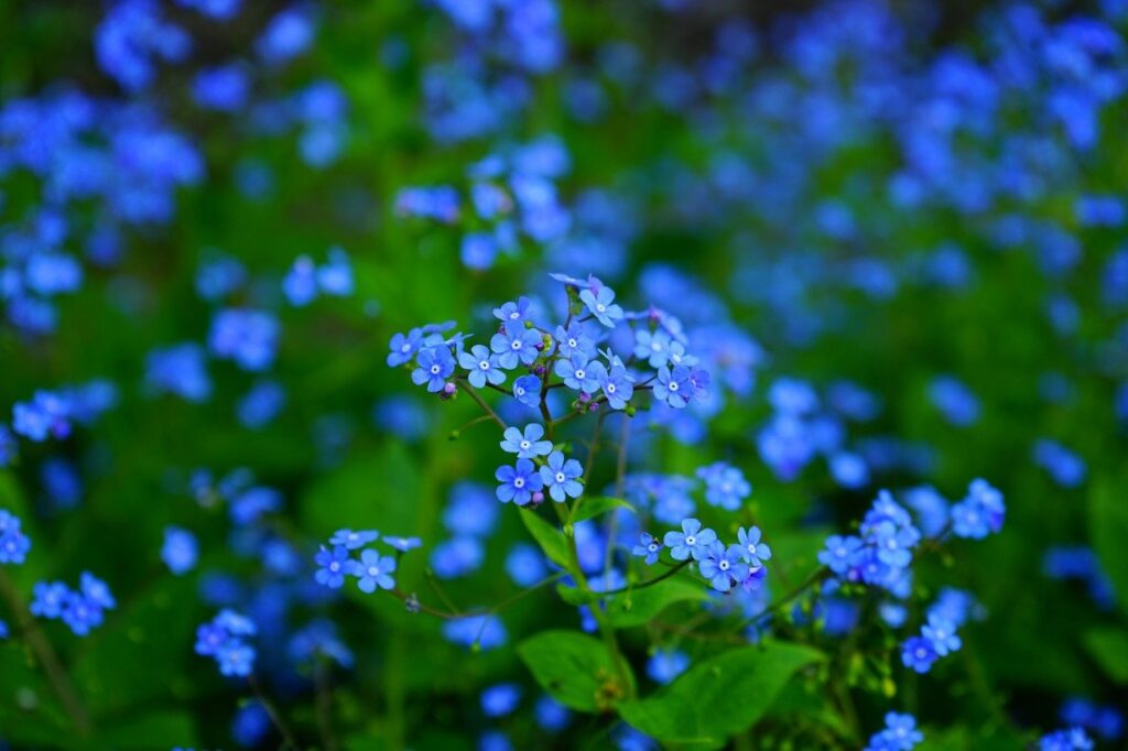The Best Flowers to Plant in the Garden - Beautiful Forget-Me-Nots