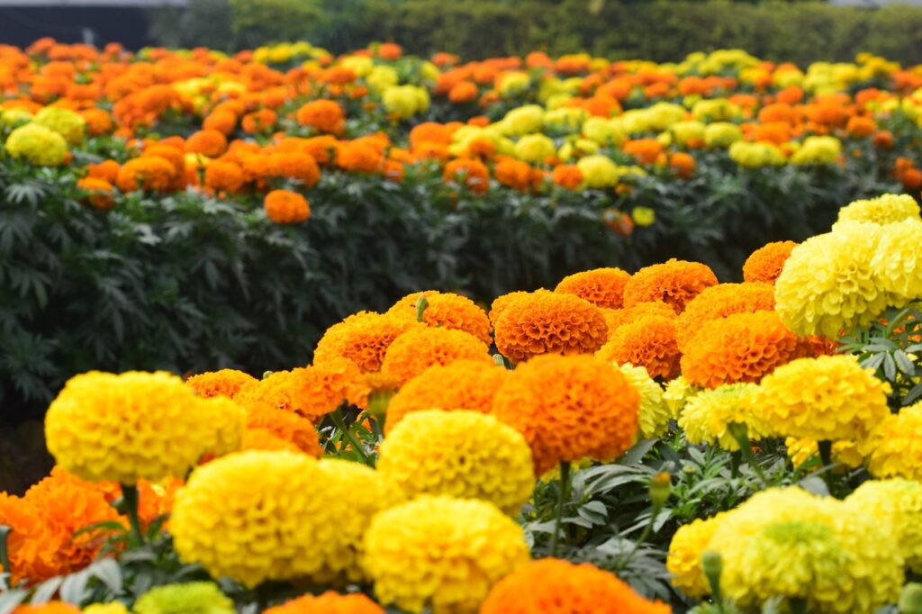 The Best Flowers to Plant in the Garden - Nice Marigolds