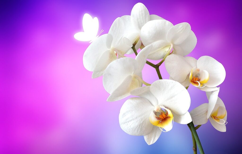 The Best Flowers to Plant in the Garden - Beautiful Orchids