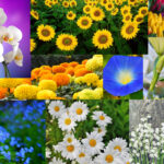 Some of the Most Beautiful Best Flowers to Plant in the Garden