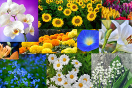 Some of the Most Beautiful Best Flowers to Plant in the Garden