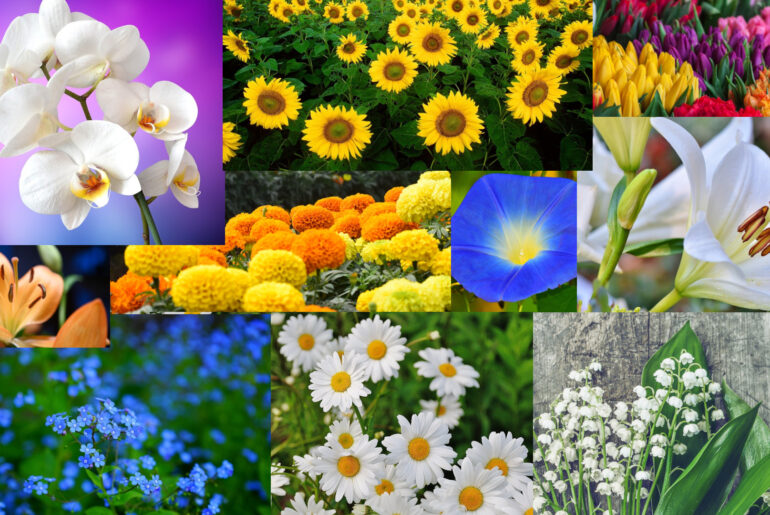 Some of the Most Beautiful Best Flowers to Plant in the Garden