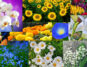 Some of the Most Beautiful Best Flowers to Plant in the Garden