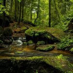 Living in the Forest