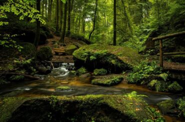 Living in the Forest