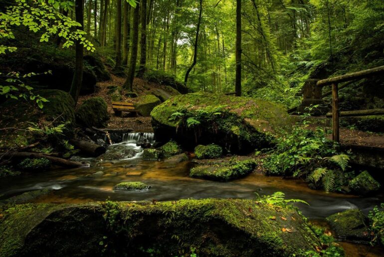 Living in the Forest