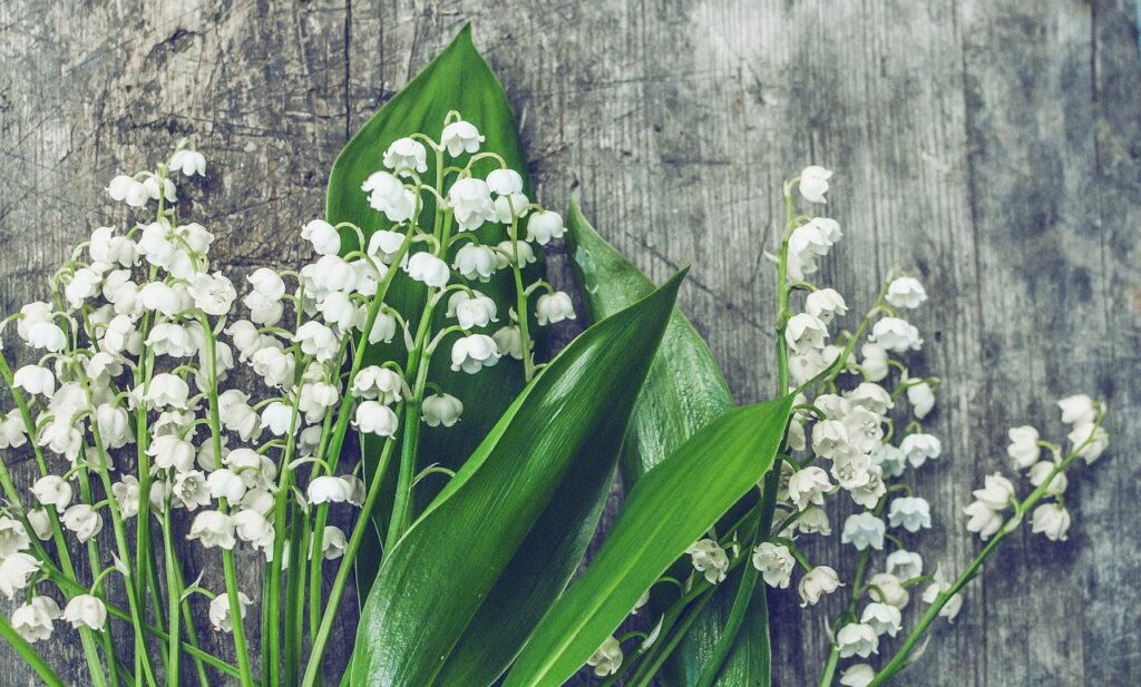 Beautiful & Dangerous Lily Of The Valley Flowers