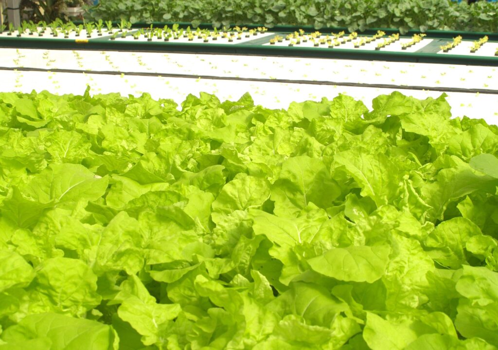 Improved harvests, High-quality yields, Hydroponics needs limited space.