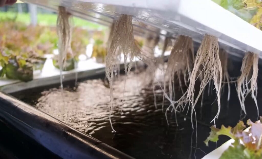Hydroponic gardening saves water. Hydroponics Plants Roots in Water