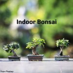 Is it Possible to Grow an Indoor Bonsai Tree? [Explained in Detail]. Bonsai Trees Plants Ornamental Trees Gardening