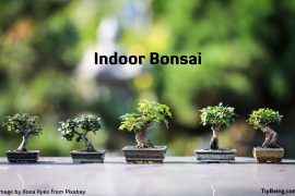 Is it Possible to Grow an Indoor Bonsai Tree? [Explained in Detail]. Bonsai Trees Plants Ornamental Trees Gardening
