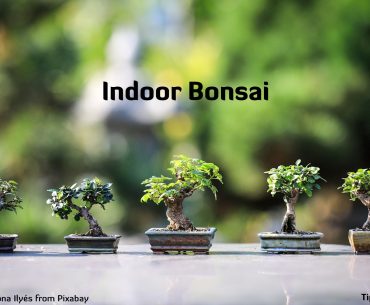 Is it Possible to Grow an Indoor Bonsai Tree? [Explained in Detail]. Bonsai Trees Plants Ornamental Trees Gardening