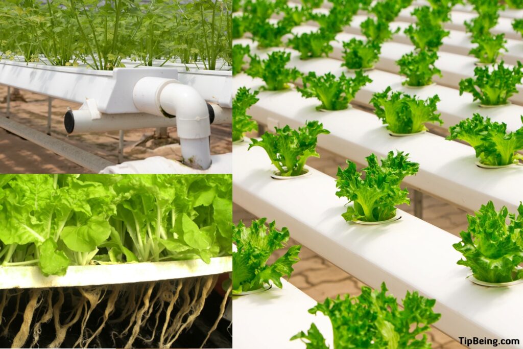 What is Hydroponic Gardening, and Advantages of Hydroponics