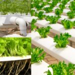 What is Hydroponic Gardening, and Advantages of Hydroponics