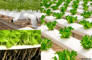What is Hydroponic Gardening, and Advantages of Hydroponics