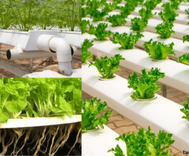 What is Hydroponic Gardening, and Advantages of Hydroponics