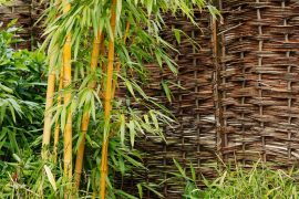 Bamboo Garden Background Bamboo Botanical Branch Garden Green