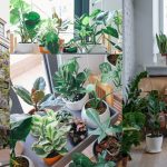 Factors to Consider in Apartment Gardening [A Must Read for Rookies]