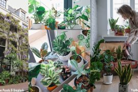 Factors to Consider in Apartment Gardening [A Must Read for Rookies]
