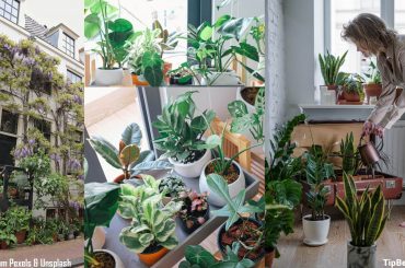 Factors to Consider in Apartment Gardening [A Must Read for Rookies]