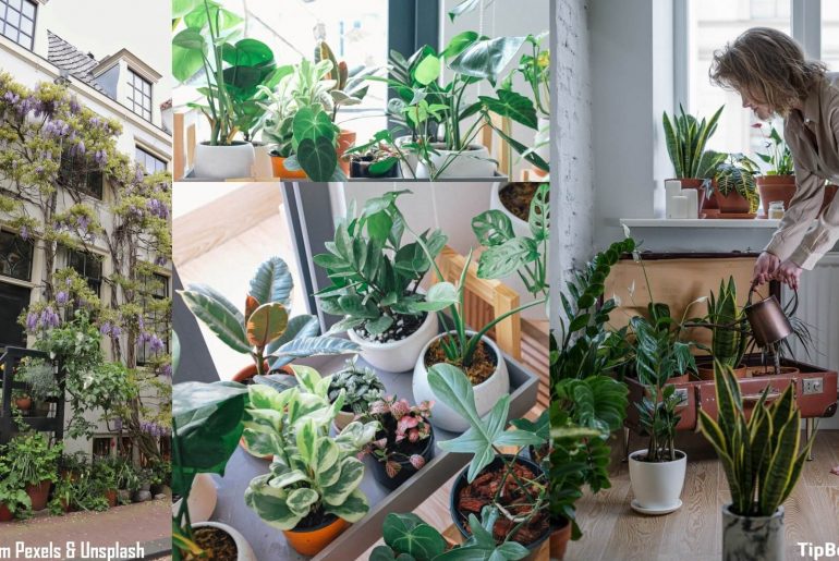 Factors to Consider in Apartment Gardening [A Must Read for Rookies]
