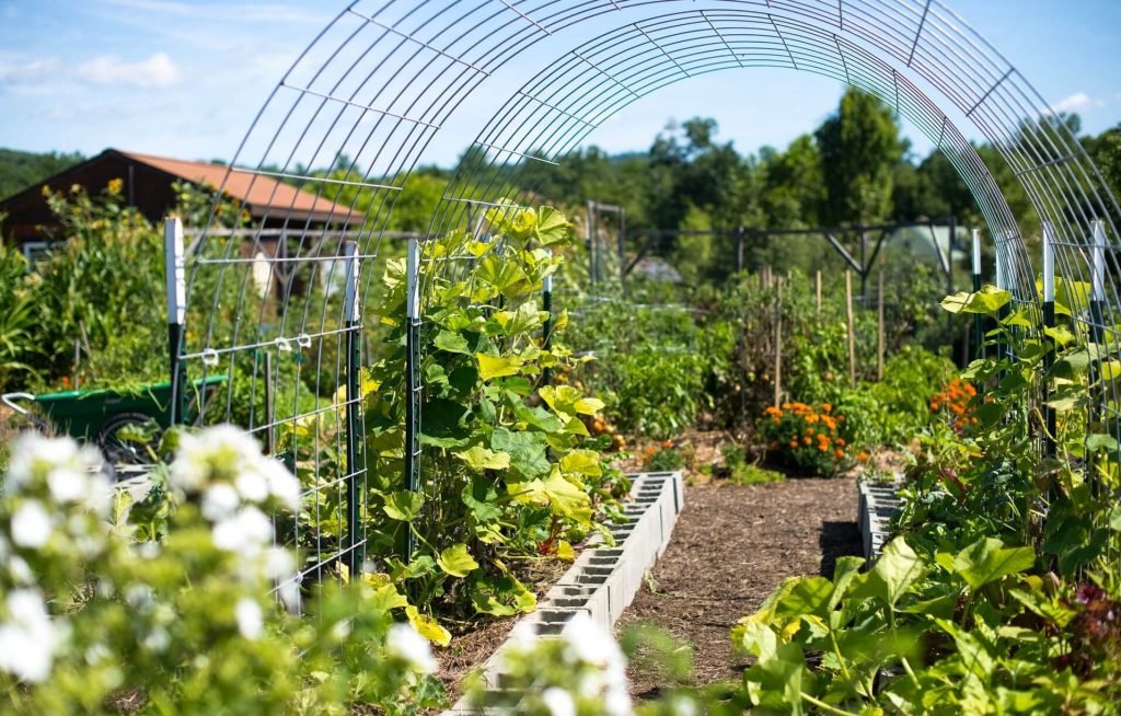 Garden Netting Tips and Advantages Every Planter Should Know