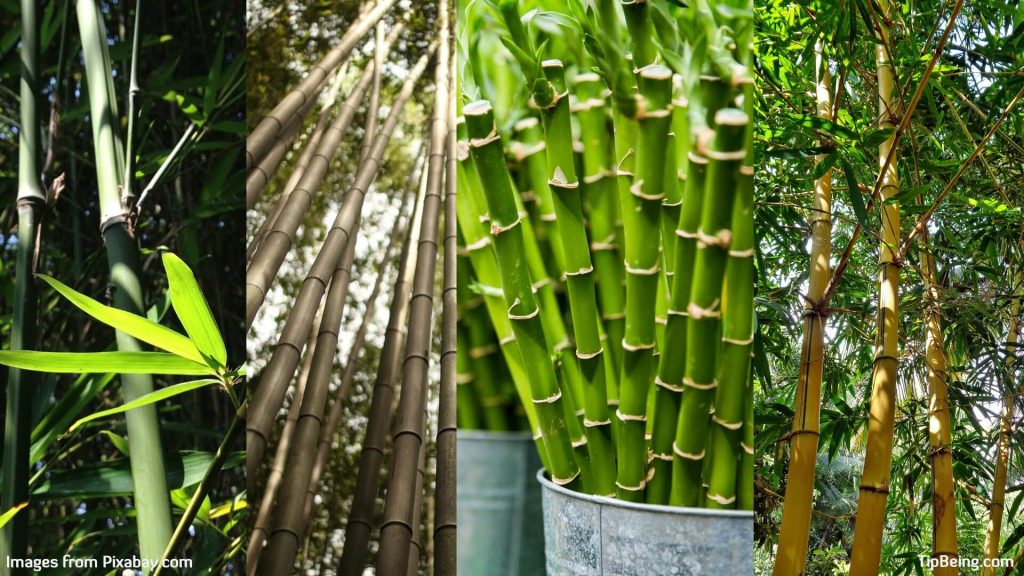 How to Grow and Care a Bamboo Garden - Gardening