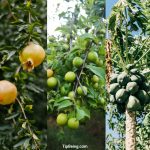 When to Plant Fruit Trees - Everything Explained in Detail