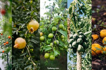 When to Plant Fruit Trees - Everything Explained in Detail