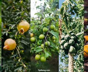 When to Plant Fruit Trees - Everything Explained in Detail