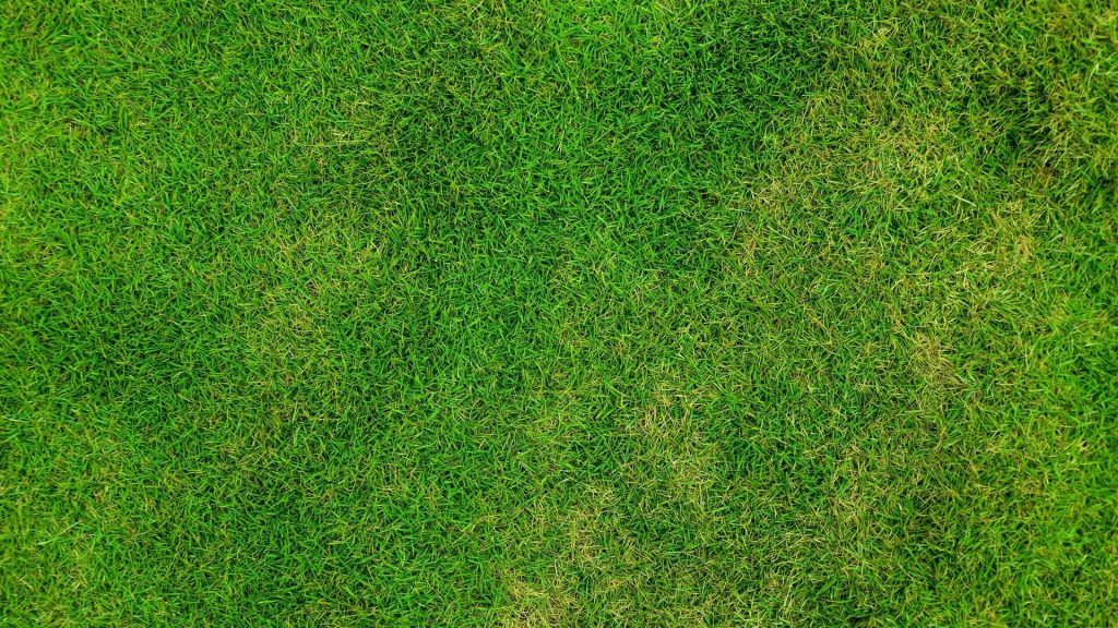 Grass Lawn Field Meadow Grassy Background Green. When to Plant Grass Seed [Best Time to Plant Grass Seeds]