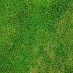 Grass Lawn Field Meadow Grassy Background Green. When to Plant Grass Seed [Best Time to Plant Grass Seeds]