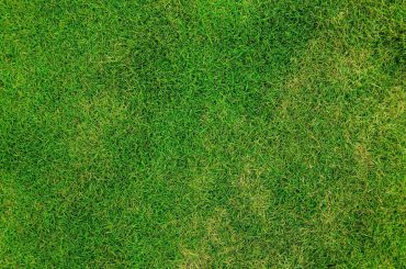 Grass Lawn Field Meadow Grassy Background Green. When to Plant Grass Seed [Best Time to Plant Grass Seeds]