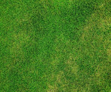 Grass Lawn Field Meadow Grassy Background Green. When to Plant Grass Seed [Best Time to Plant Grass Seeds]