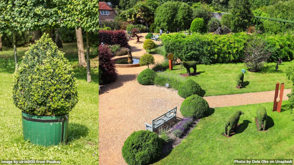 When to Trim Bushes. Recommendations of Experts