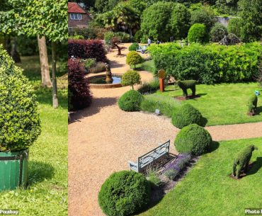 When to Trim Bushes. Recommendations of Experts