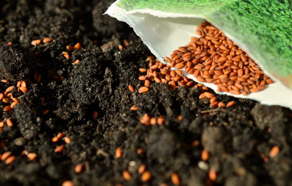 When to plant grass seed based on the season
