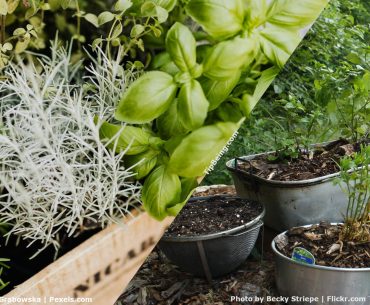 Growing Herbs from Kitchen Scraps: A Thrifty and Green Thumb Adventure